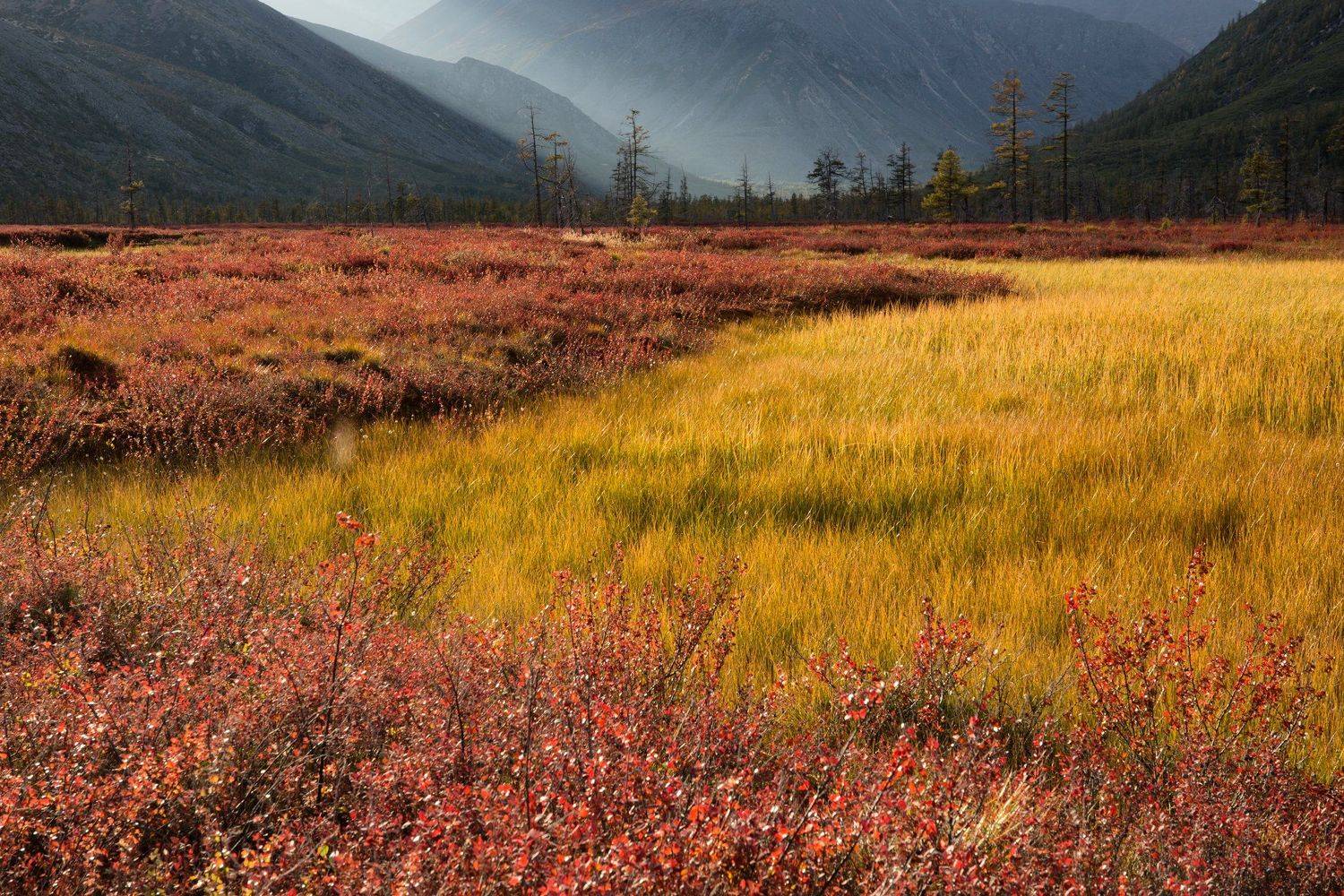 Очарование колымской осени. Автор: Антон Селезнев осень, колыма, болото, даль, горы, свет, деревья, цвет, Антон Селезнев