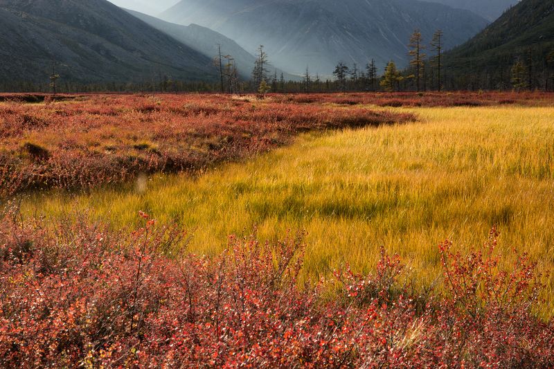 осень, колыма, болото, даль, горы, свет, деревья, цвет Очарование колымской осениphoto preview