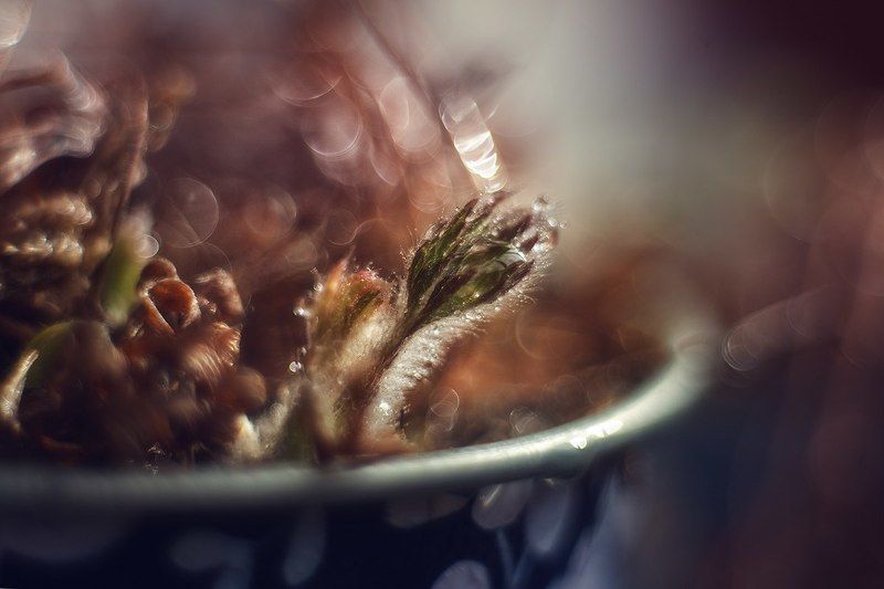 История из жизни одного цветкаphoto preview