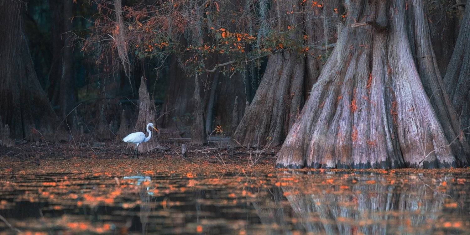 гуси-лебеди... Автор: Маргарита Чернилова , Маргарита Чернилова
