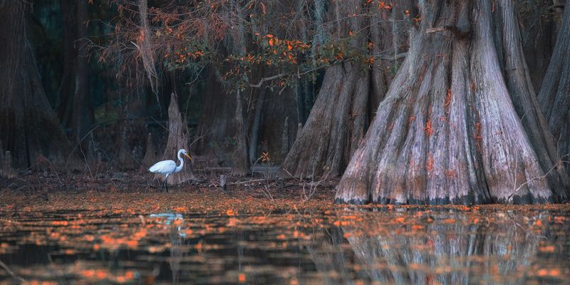 гуси-лебеди..photo preview