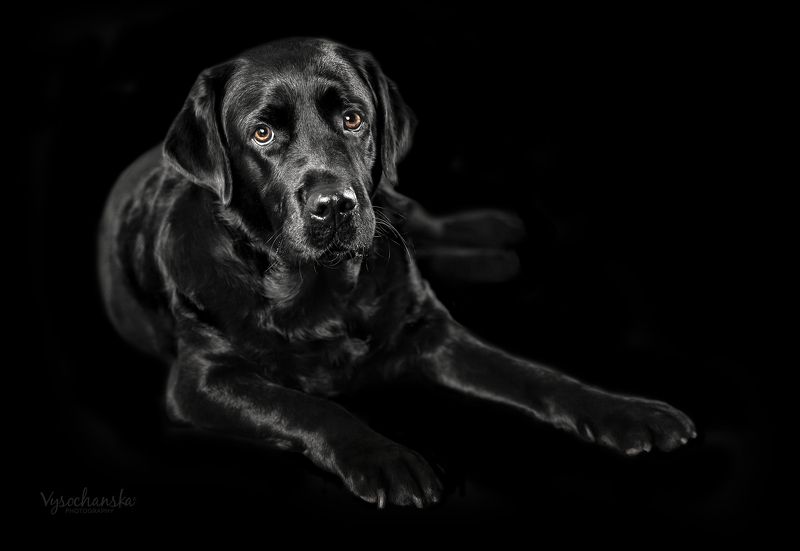 dog, black, labrador Black labrador on black backgroundphoto preview