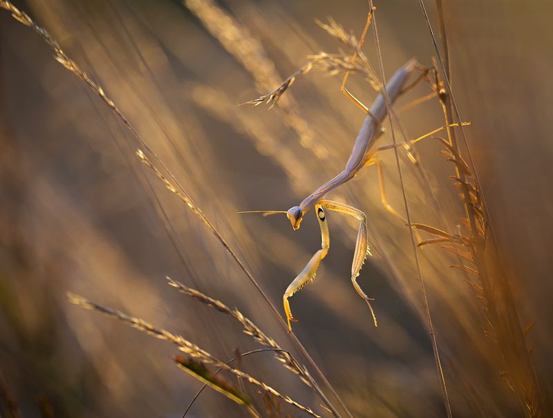mantis,insects,insect,light,bokeh,beautiful,fairy,nature,wild,wildlife,macro,close up, Mantisphoto preview