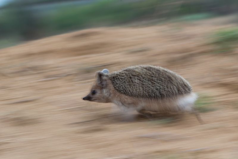 Ёжик - птица гордаяphoto preview