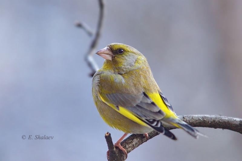 birds,carduelis chloris,european greenfinch,обыкновенная зеленушка,птица,птицы,фотоохота Франтphoto preview