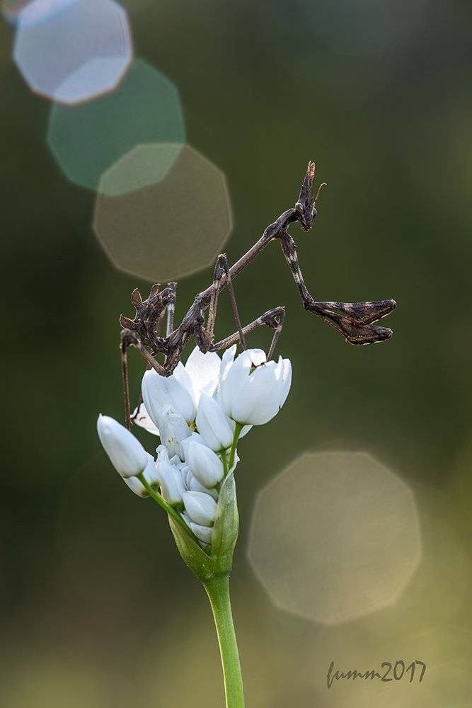 СОЛНЕЧНАЯ СИМФОНИЯ. Автор: Игорь ФУММ , Игорь ФУММ