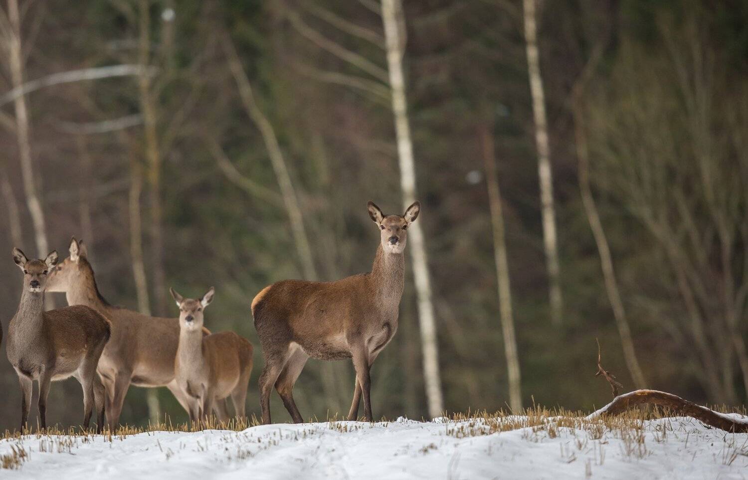 , Андрей Шимчук