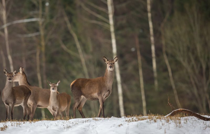 Олень благородный.photo preview