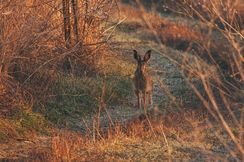 заяц, животные, природа, После вкусного завтракаphoto preview