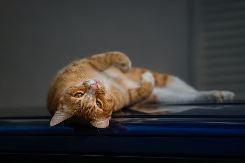 котэ, cat, кот 50 оттенков Рыжего фото превью