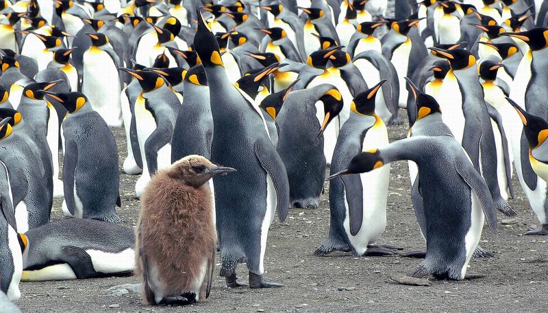 ....почему не во фраке!?,,, фото превью