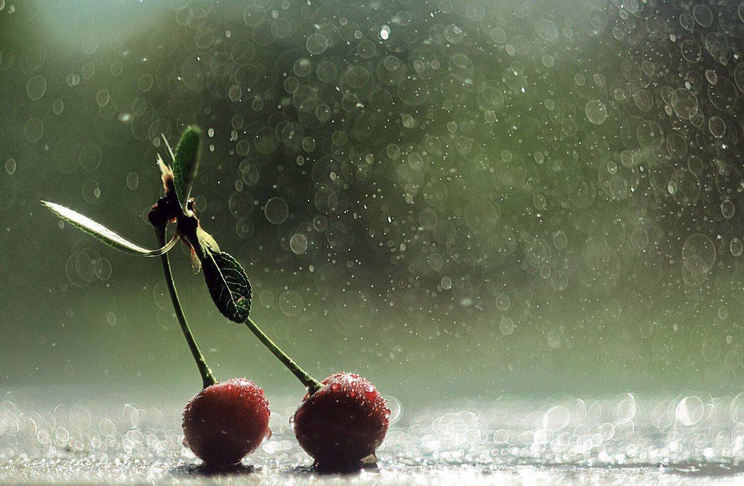 Вишнёвый дуэт. Автор: Лапшина Владлена макро, вишня, боке, вода, гелиос, зеленый, Лапшина Владлена