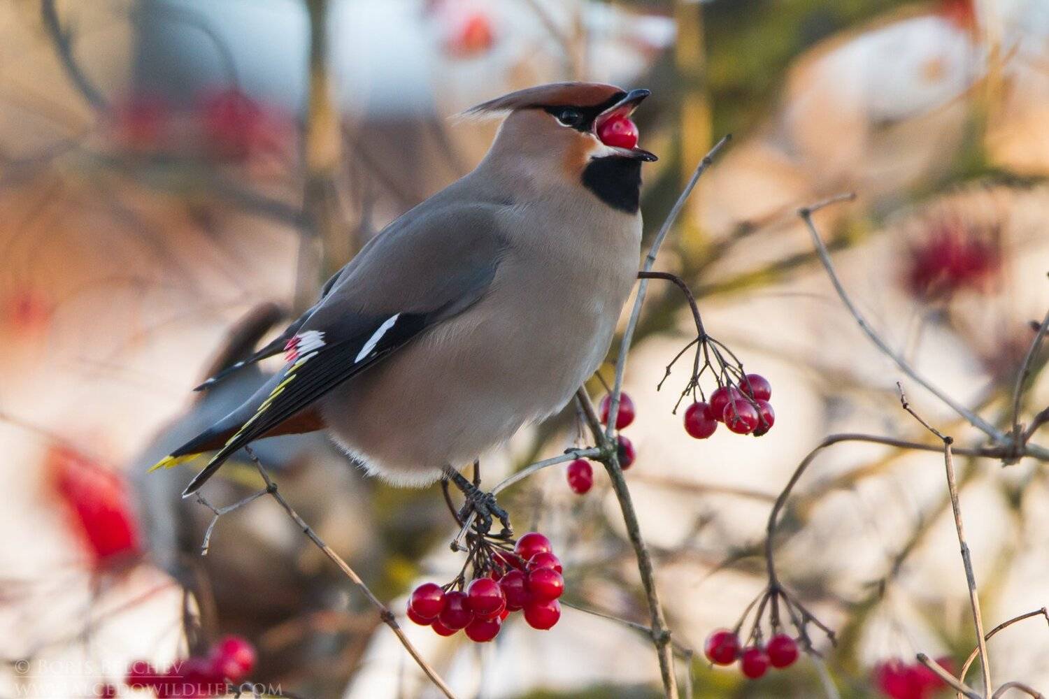 Автор: Борис Белчев , Борис Белчев