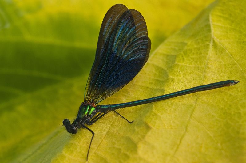 dead dragonflyphoto preview