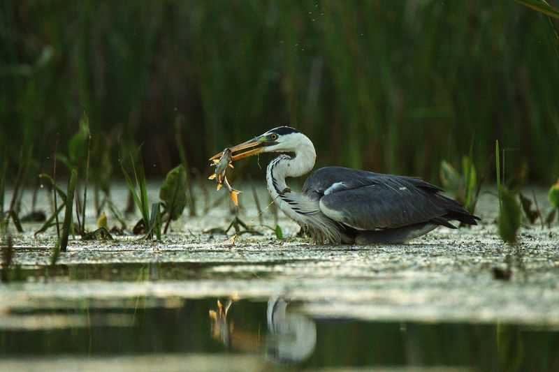 птицы,серая цапля,на рыбалке Удачаphoto preview