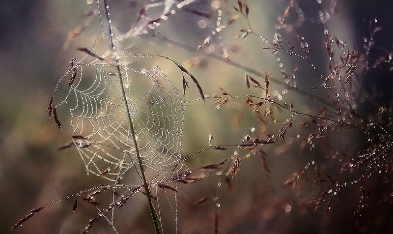 ...лето,природа,паутинка ..паутинки лета..photo preview