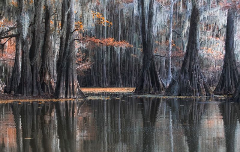 чудесное болотоphoto preview