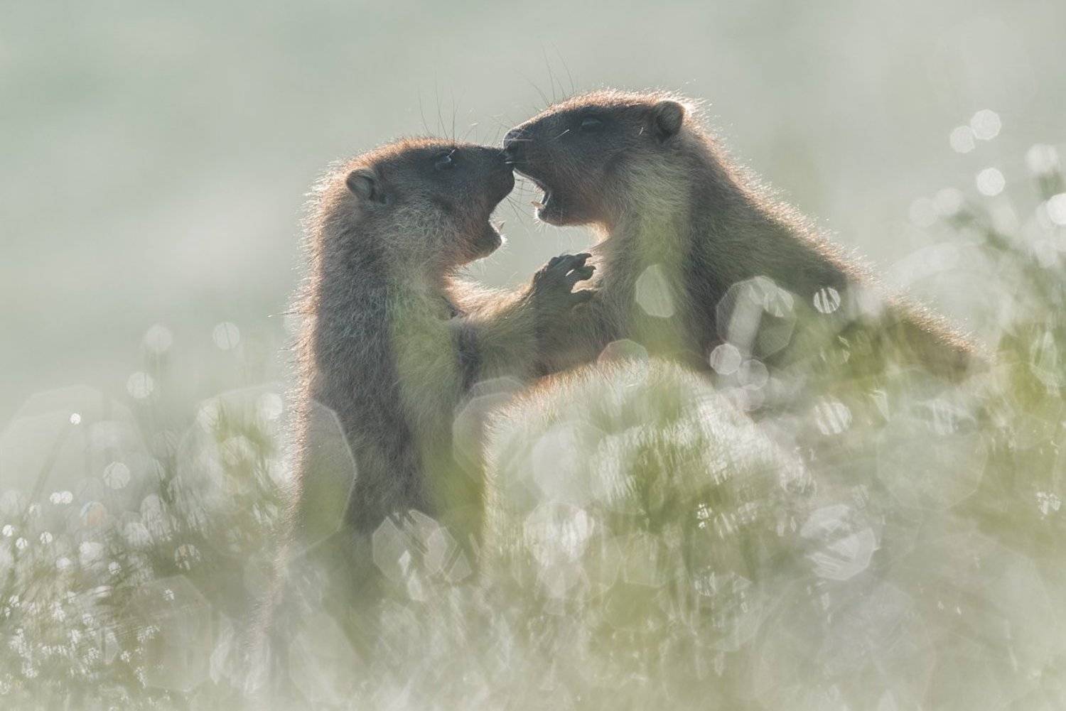 Утренние игры. Автор: Evgeny Melnikov , Evgeny Melnikov