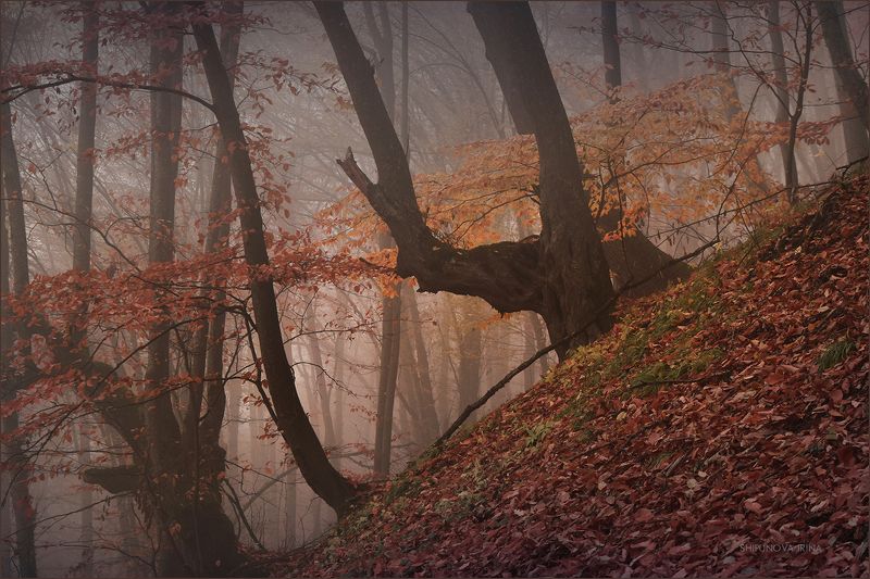 Мистический лес 19photo preview