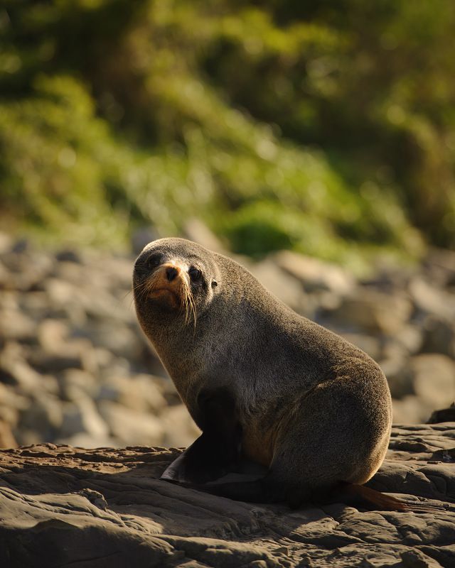 новая зеландия, остров, океан, тихий океан, индийский океан, морской котик, море, берег, путешествие, ластоногие Ну когда ты отдашь фотки?((photo preview