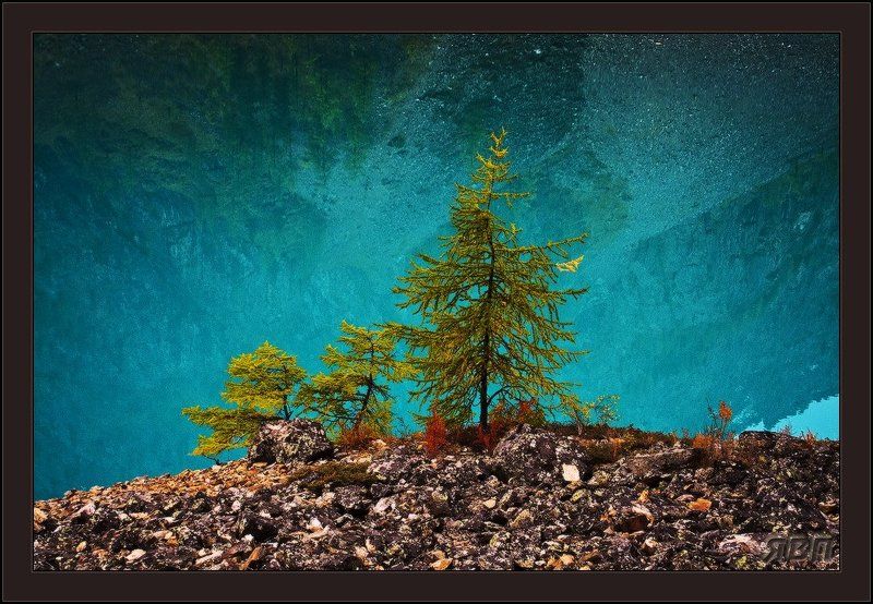 шавлинское, алтай, озеро, лиственница, берег Этюд на берегу Шавлинского озера фото превью