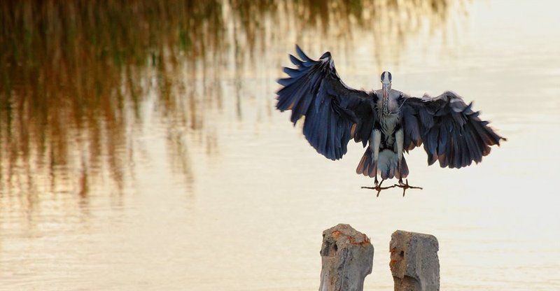 Touchdownphoto preview