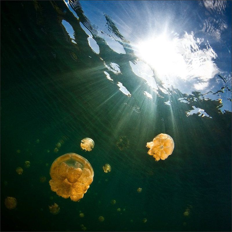 медузы Праздник жизни фото превью