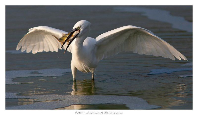 малая, белая, цапля, egretta, garzetta, израиль Little Egretphoto preview