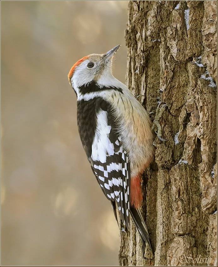 дятел, зима, природа, птицы, средний пёстрый дятел, Солисия