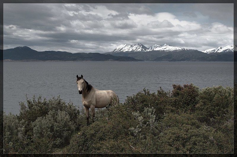 пейзаж, кони Самый Южный коньphoto preview
