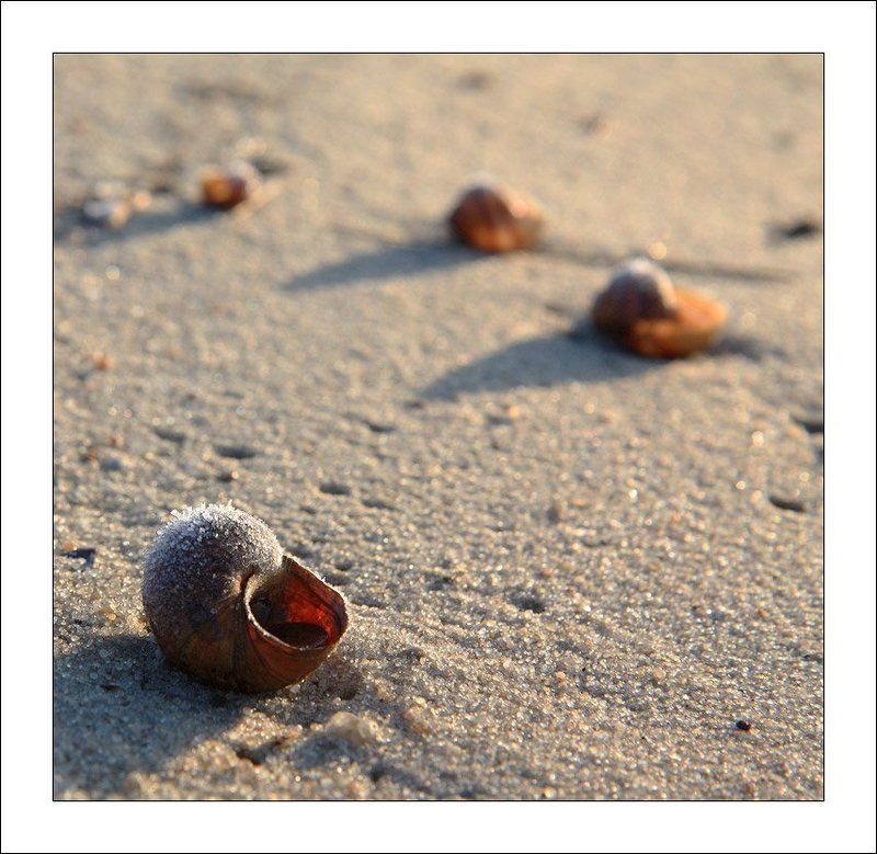 раковина, песок, зима, лед * * *photo preview