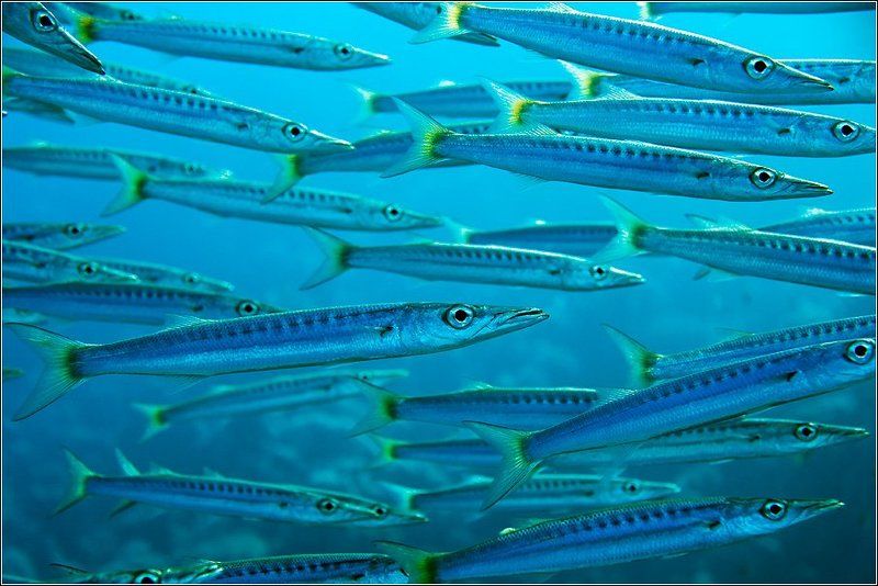 Банда фото превью