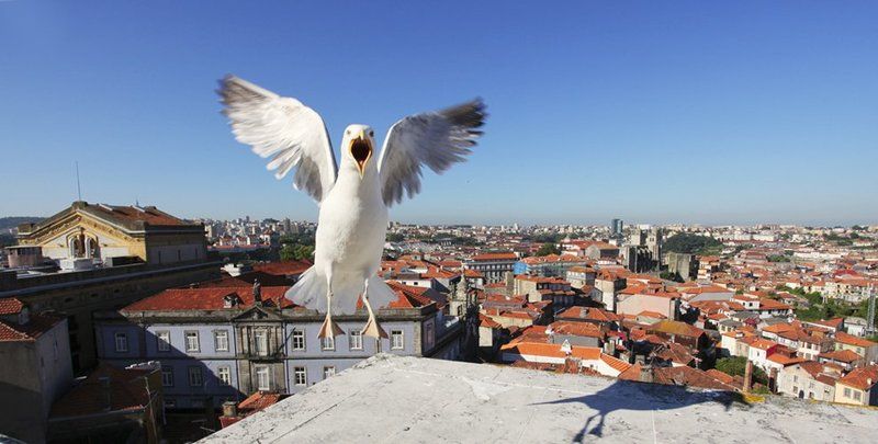 панорама, порту, чайка, португалия Панорама  г. Портуphoto preview