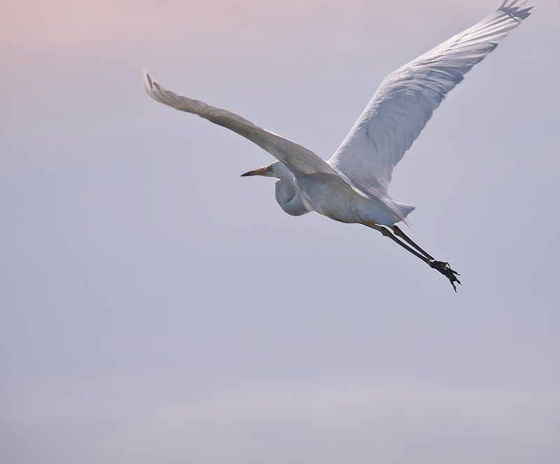 птицы,большая,белая,цапля,фотоохота К солнцуphoto preview