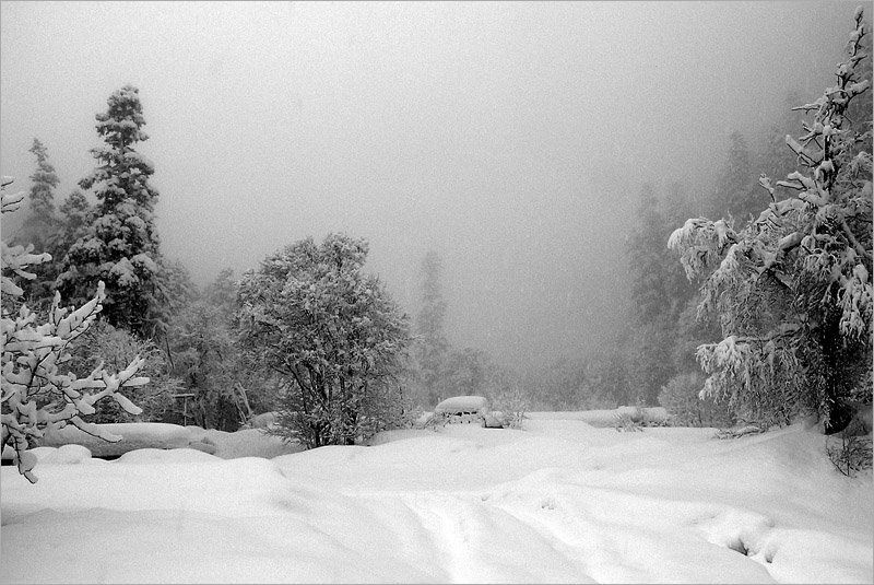 кчр, алибек, зима, лес, снег Алибекphoto preview