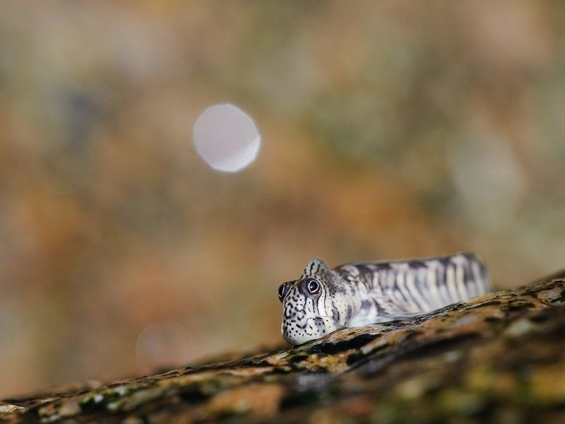 илистый прыгун,рыба,сейшелы Позёрphoto preview