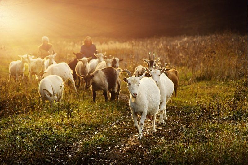 козыphoto preview