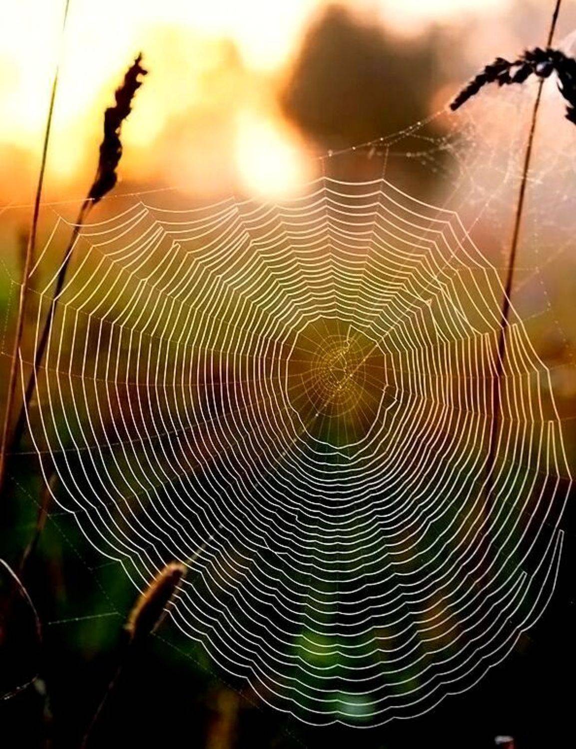 Шоколадный рассвет. Автор: Василий Черкасский , Василий Черкасский