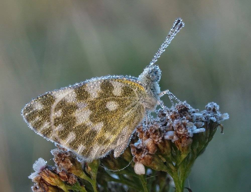 ***. Автор: Марина Брыдня голубянка, роса, утро, бабочка, Марина Брыдня