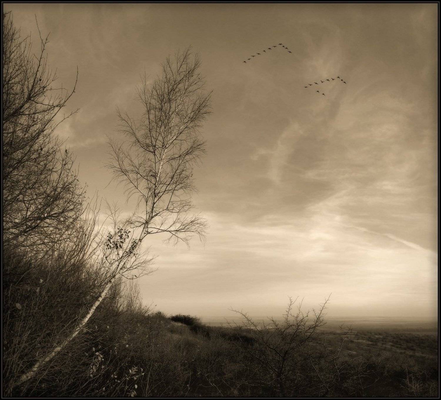 осень, береза, перелетные, птицы, Владимир