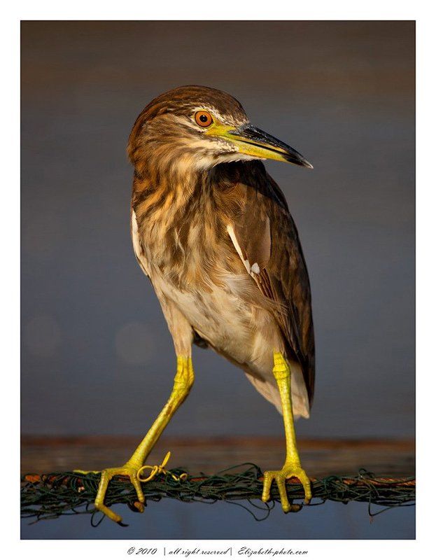 кваква, black, crowned, night, heron, израиль Молодая Квакваphoto preview