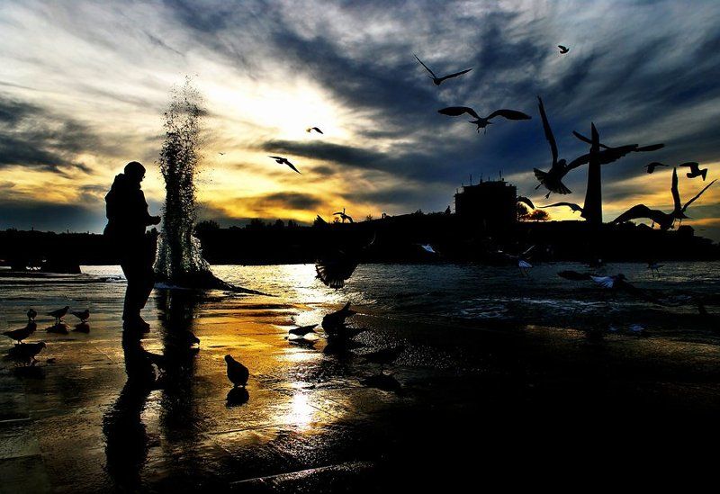 птицы, кормление птиц Кормление птицphoto preview