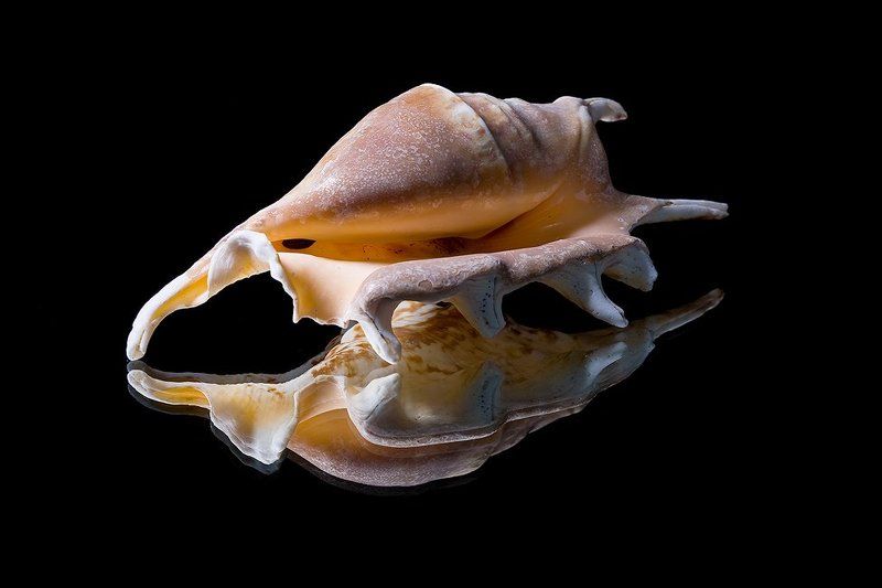 ракушки ***photo preview