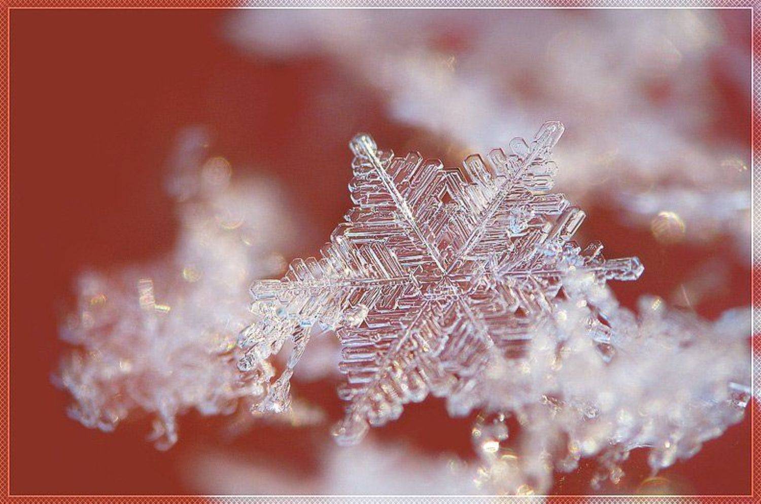 хрупкие миры. Автор: Елена Ворона снежинка, макро, Елена Ворона