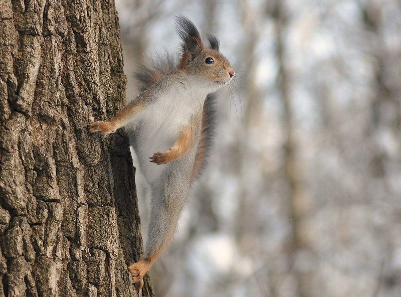 смотрящая вдальphoto preview