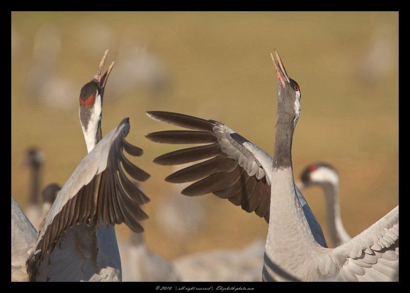 серый, журавль, grus, grus, ахула, израиль Серые журавли - Grus grusphoto preview