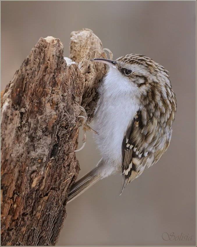 certhia familiaris, зима, пищуха, природа, птицы, Солисия