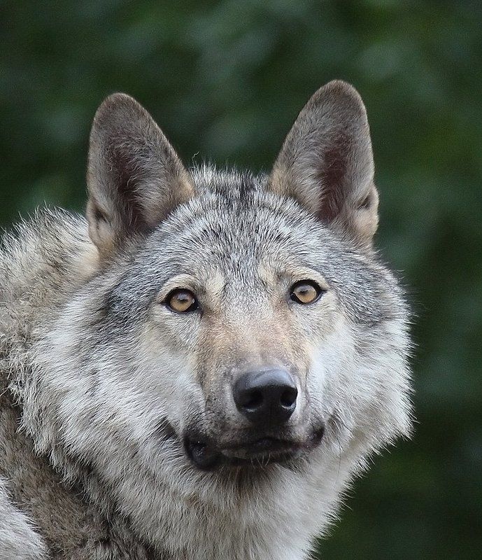 Волк (Canis lupus)photo preview