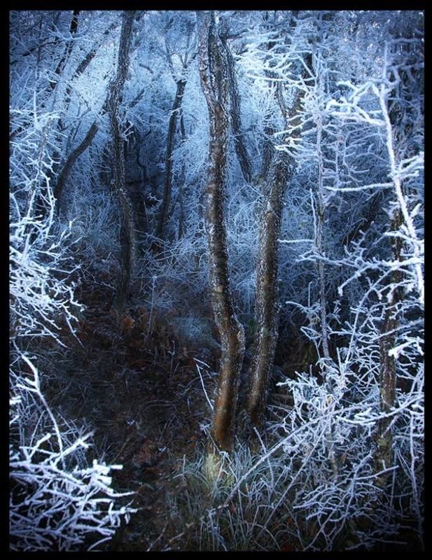 крым, лес Сказочный лесphoto preview