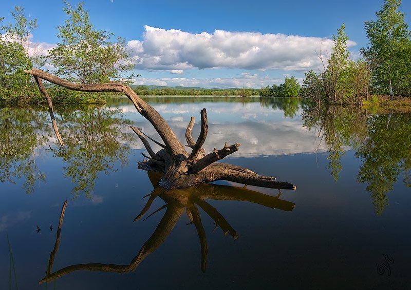 озеро, пень, рожки В тихом омуте...photo preview